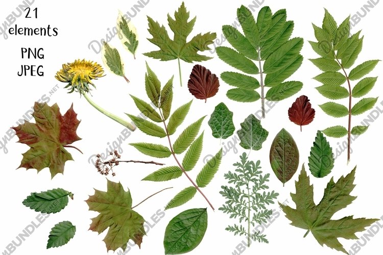 21 photos. A clipart made of foliage. Herbarium example image 1
