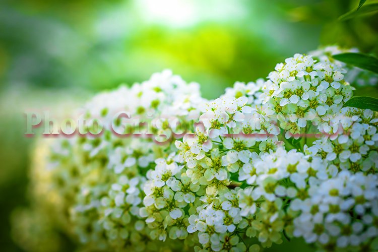 Stock Photo - Blooming white spirea on a spring day close-up