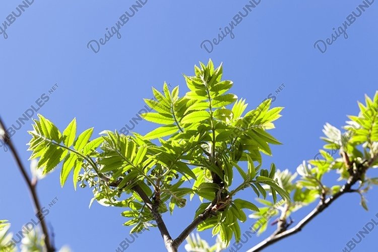 green leaves of mountain ash