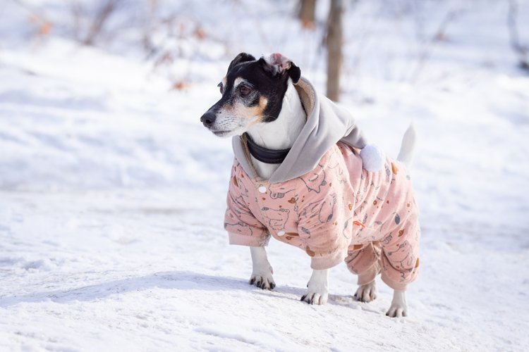 Jack Russell Terrier example image 1