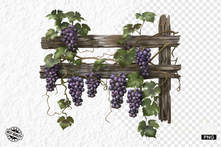 Summer Grapes Vine Clipart