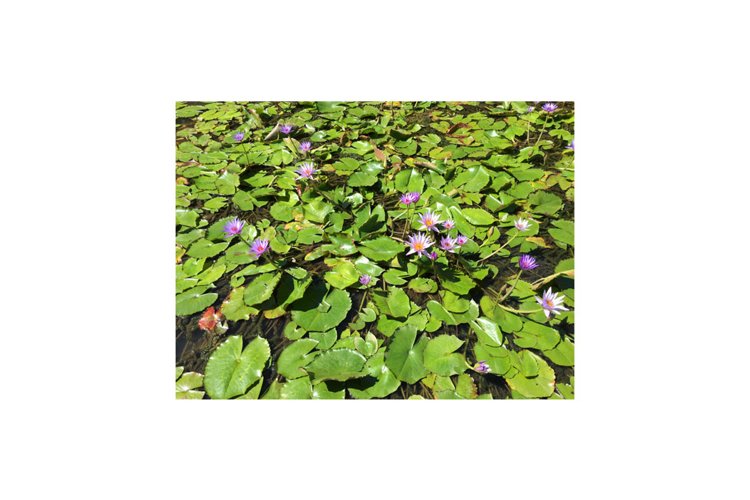 Water Lilies