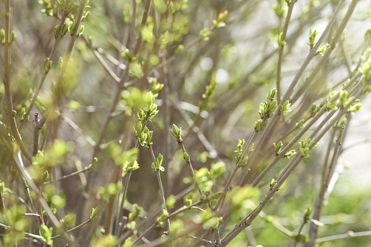 Greenery Background Image 22