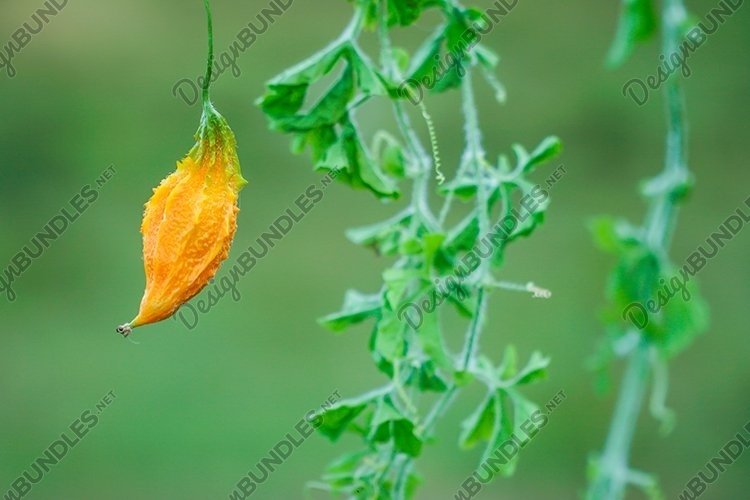 Garden Background Image 19