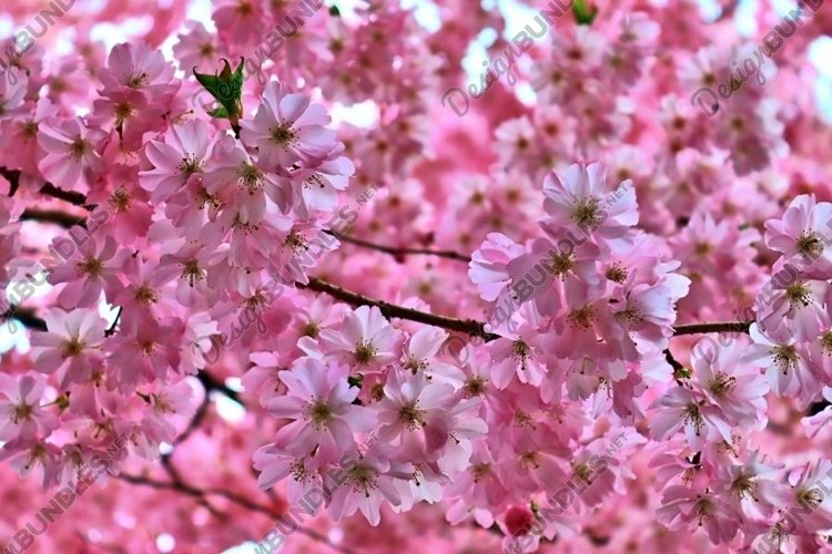 Beautiful background of flowering trees
