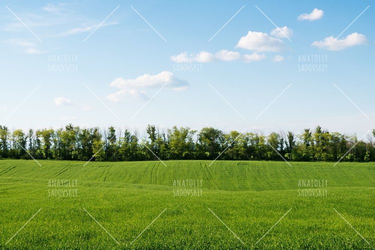 Wheat Clipart Image 23