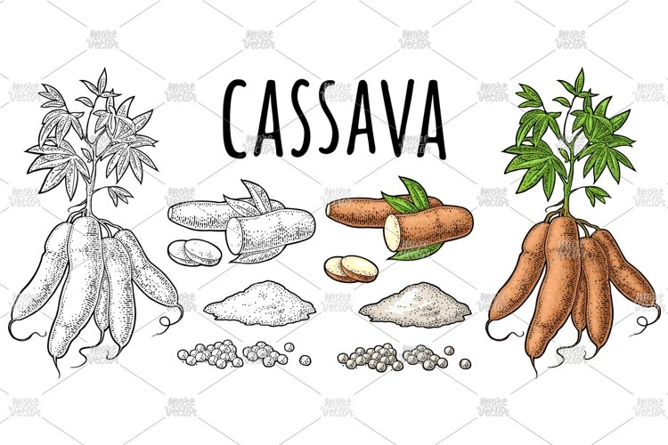 Cassava manioc plants. Vector color vintage engraving example image 1