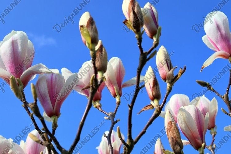 Beautiful background of flowering trees