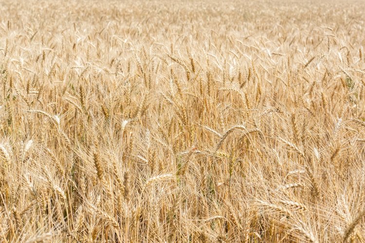 Farm Background Image 13