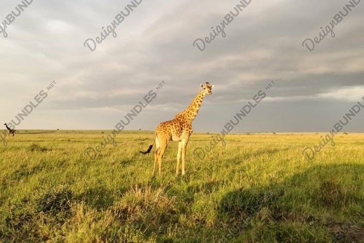 Giraffe Clipart Image 20