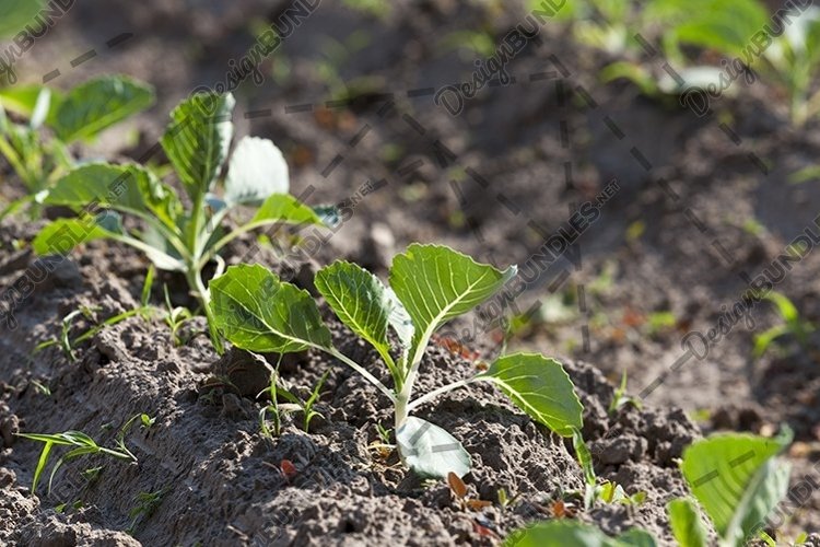 Vegetable Garden Clipart Image 9