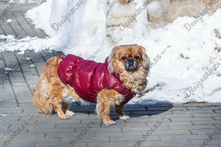 Small little Pekingese dog in winter example image 1