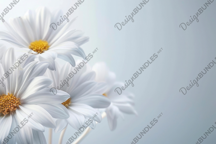 Daisy Wallpaper Image 16