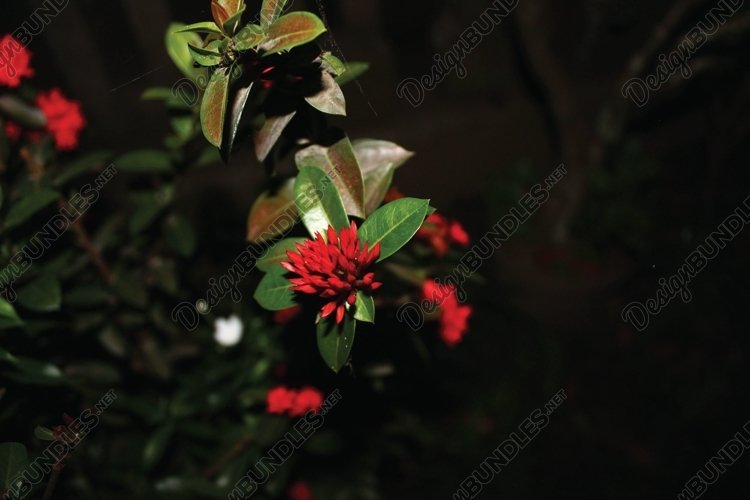 Light Red Background Image 24