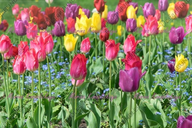 Garden Background Image 4