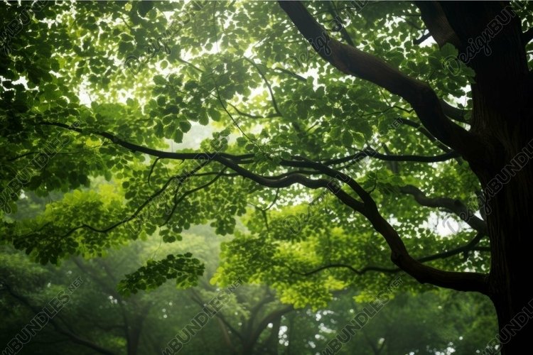 Forest Clipart Image 16