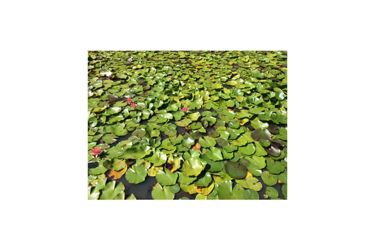 Water Lilies example image 1