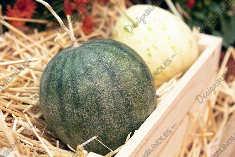 Watermelon Clipart
