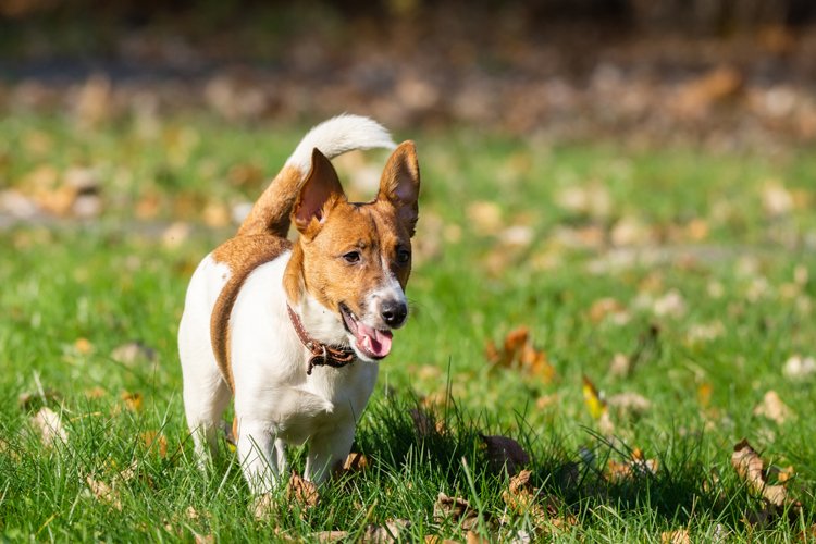Puppy Clipart Image 5