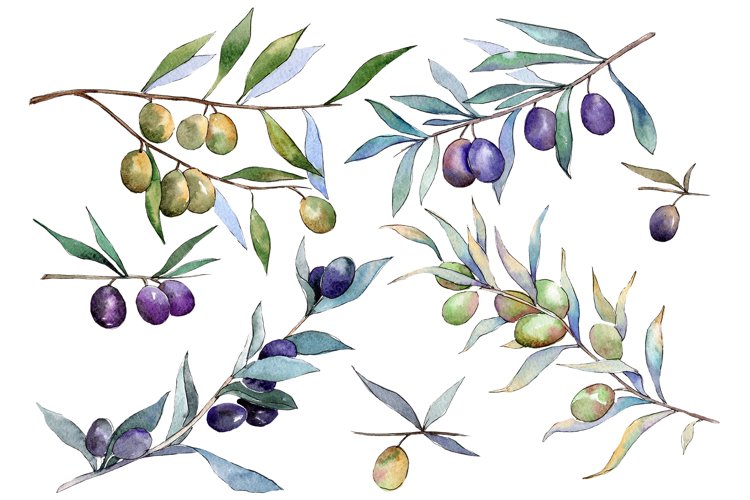 Branch olive watercolor png