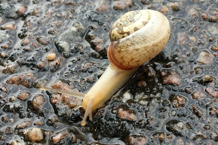 Snail Clipart Image 2