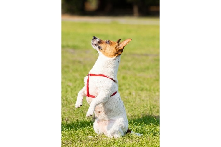Puppy Clipart Image 6