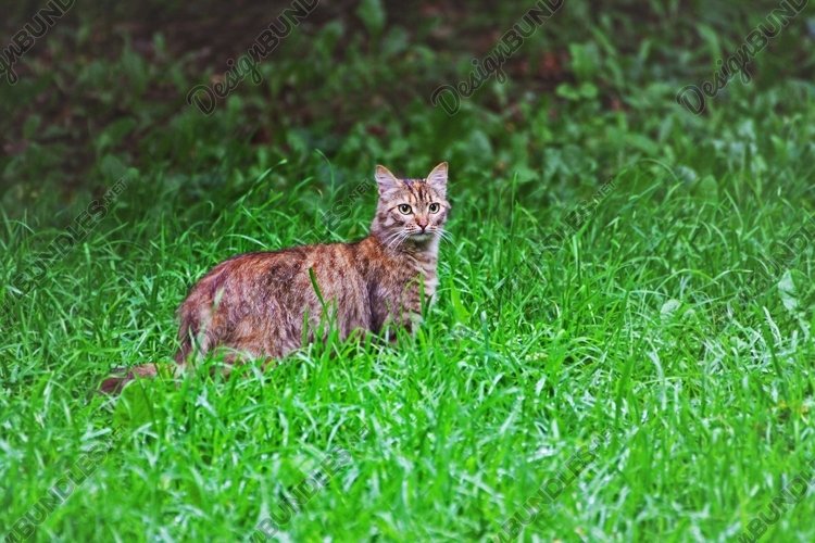 Pets Clipart Image 20