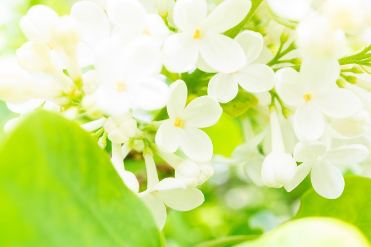Garden Background Image 5