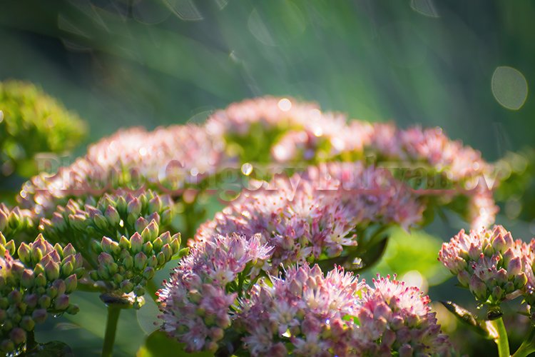 Garden Background Image 14