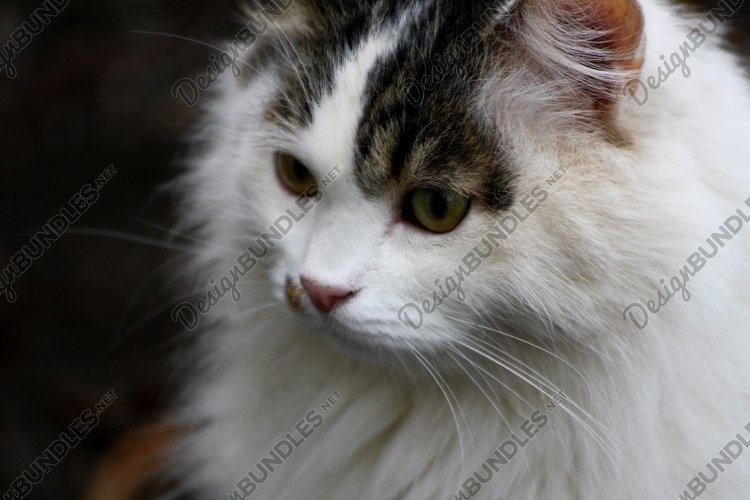 Pets Clipart Image 11