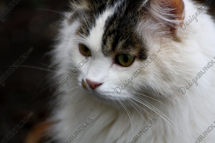 Cat close up. example image 1