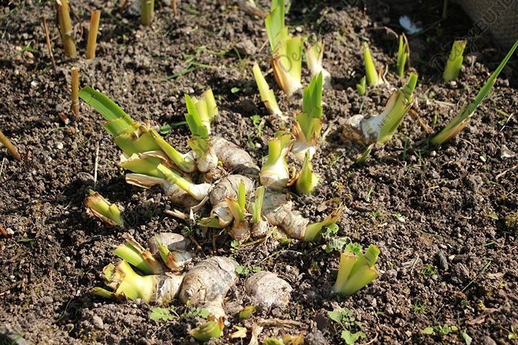 Garden Background Image 15