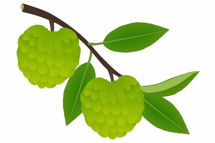 Cherimoya fruit on a branch with leaves on a white.
