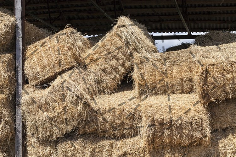 Wheat Clipart Image 2