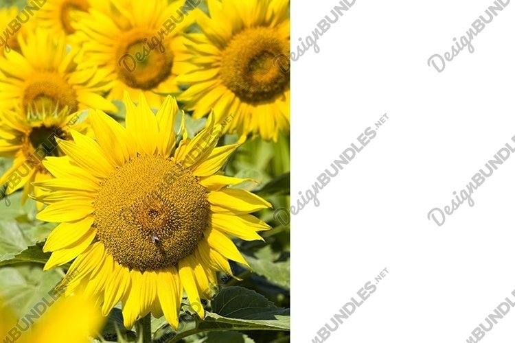 Seed Clipart Image 18