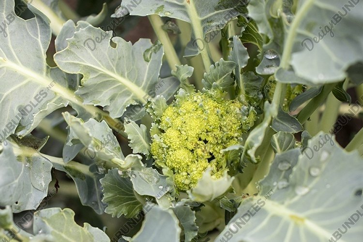 Vegetable Garden Clipart Image 14