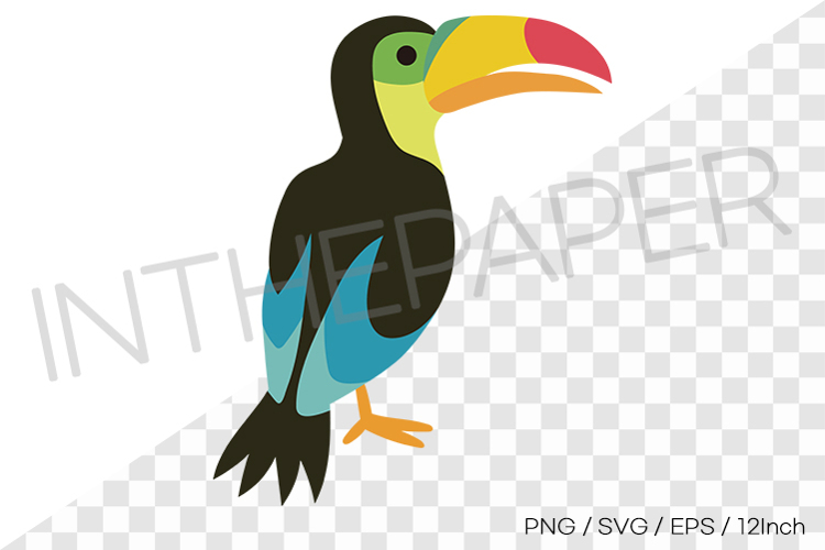 Toucan Illustration Image 23