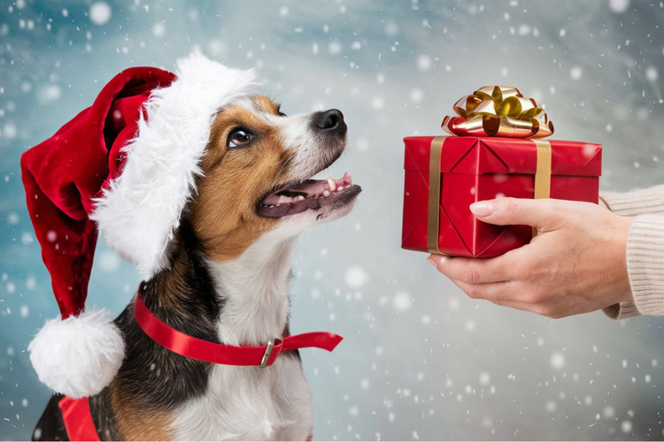 Dog in a Santa hat eagerly looking at a red gift box during