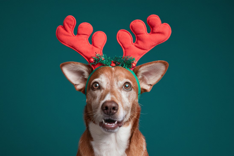 Dog wearing reindeer antlers headband, looking cute and fest