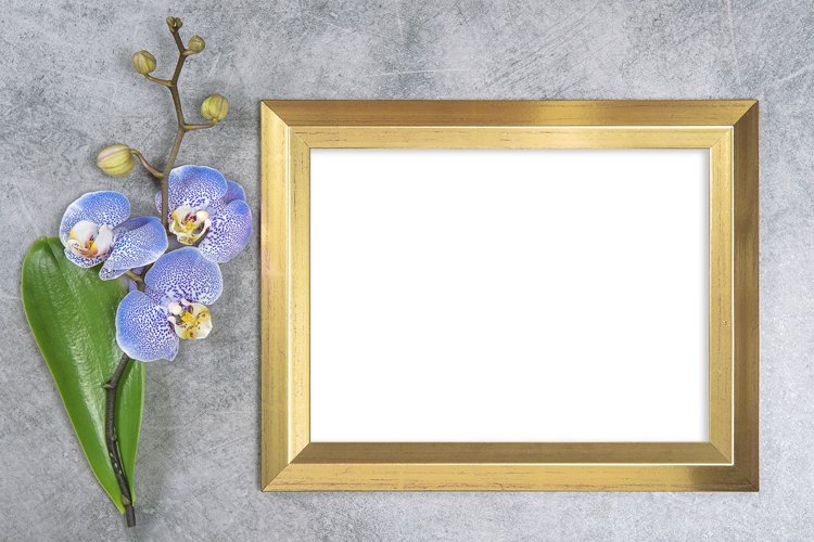 Orchid Clipart Image 23