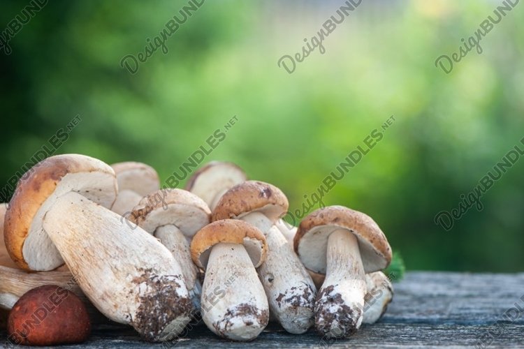 Chic porcini and boletus mushrooms on the table