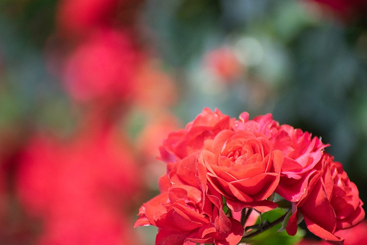 Stock Photo - Rose flower on a green blur background. example image 1
