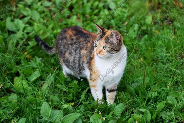 Pets Clipart Image 23