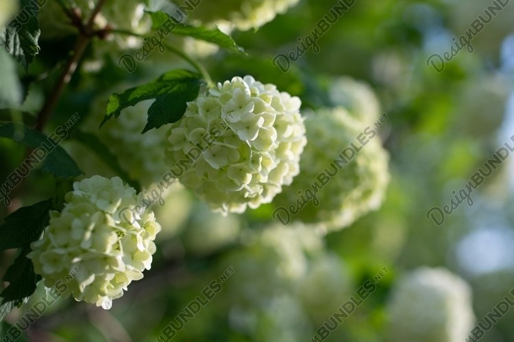 Garden Background Image 12