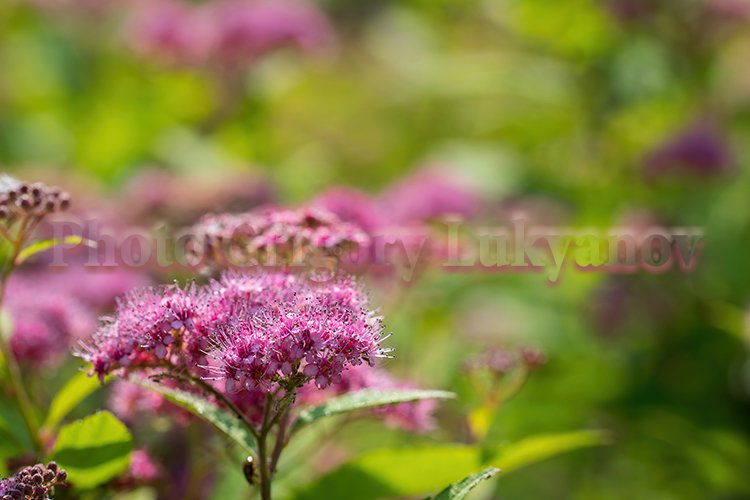 Garden Background Image 7