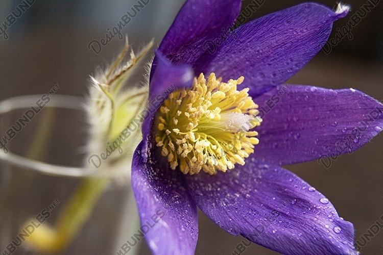 Spring Clipart Image 12