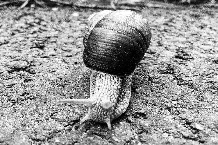 Snail Clipart Image 16