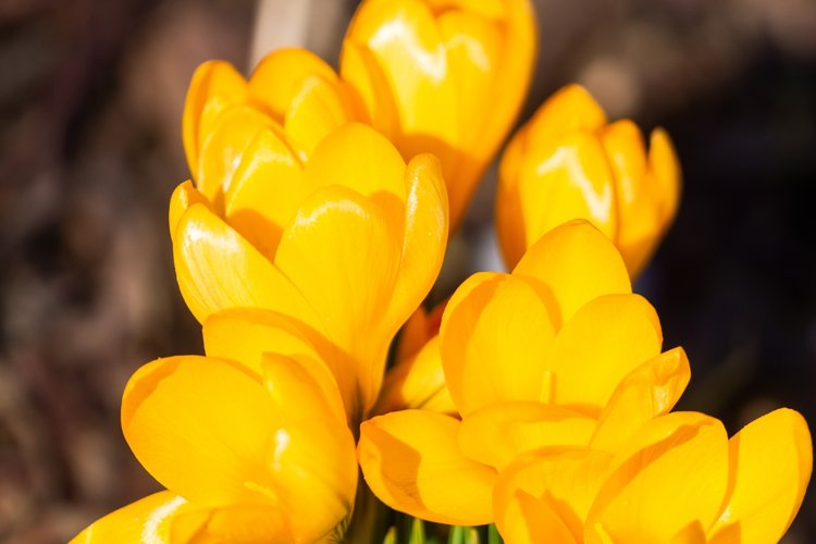 Garden Background Image 9