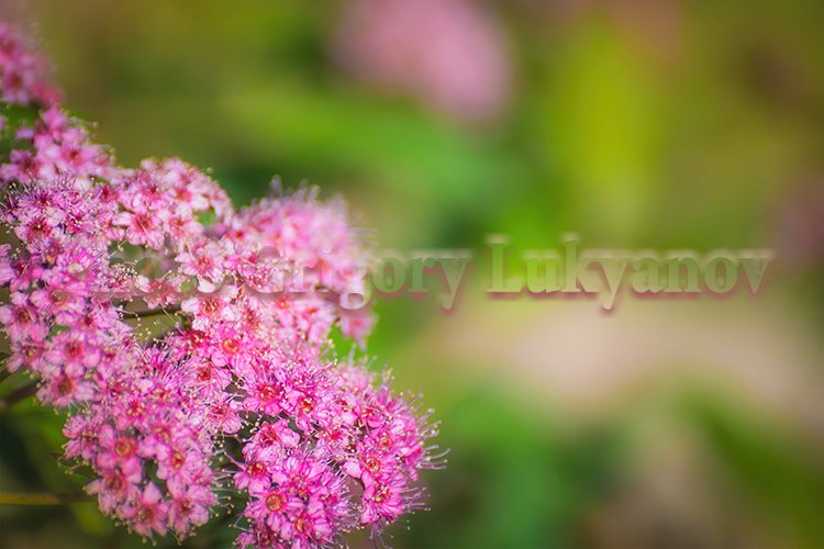 Garden Background Image 14