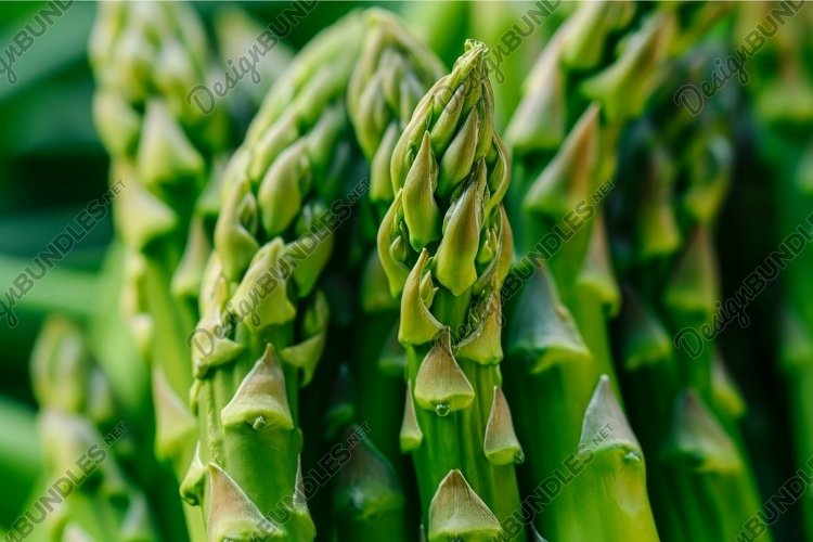 Asparagus Clipart Image 5